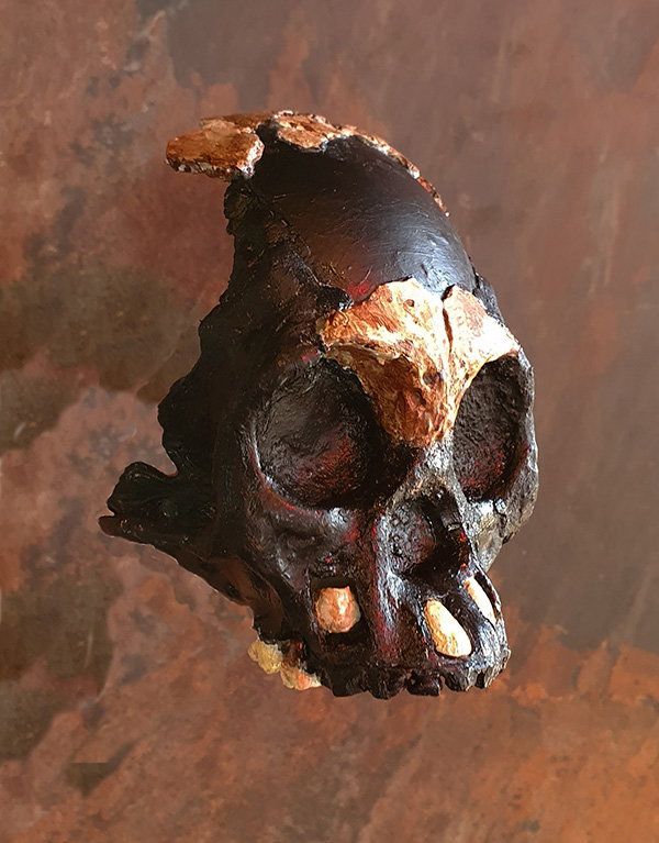A reconstruction of the skull of Leti, the first Homo naledi child whose remains were found in the Rising Star cave in Johannesburg.