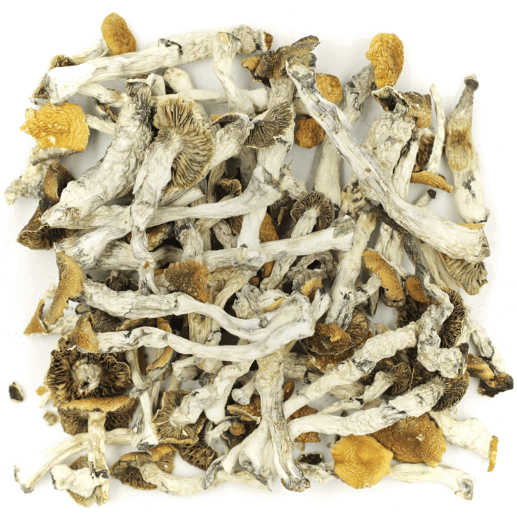 Image of Golden Teacher