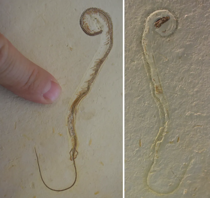 A Fossil Of A Snake-Like Lizard Has Generated Controversy Beyond Its Identity | The Conversation