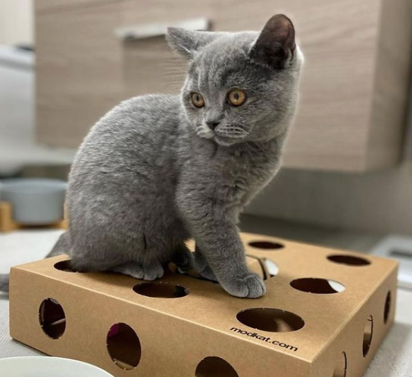 Modkat Cat Scratchers 20 Off! Milled