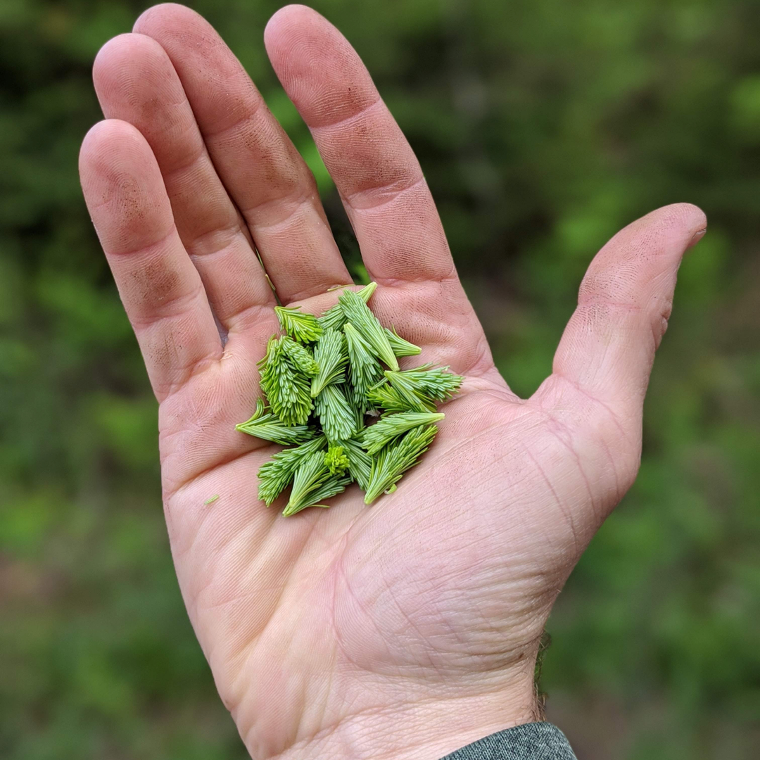 A hand holding a small pile of bright green balsam fir tips in its palm