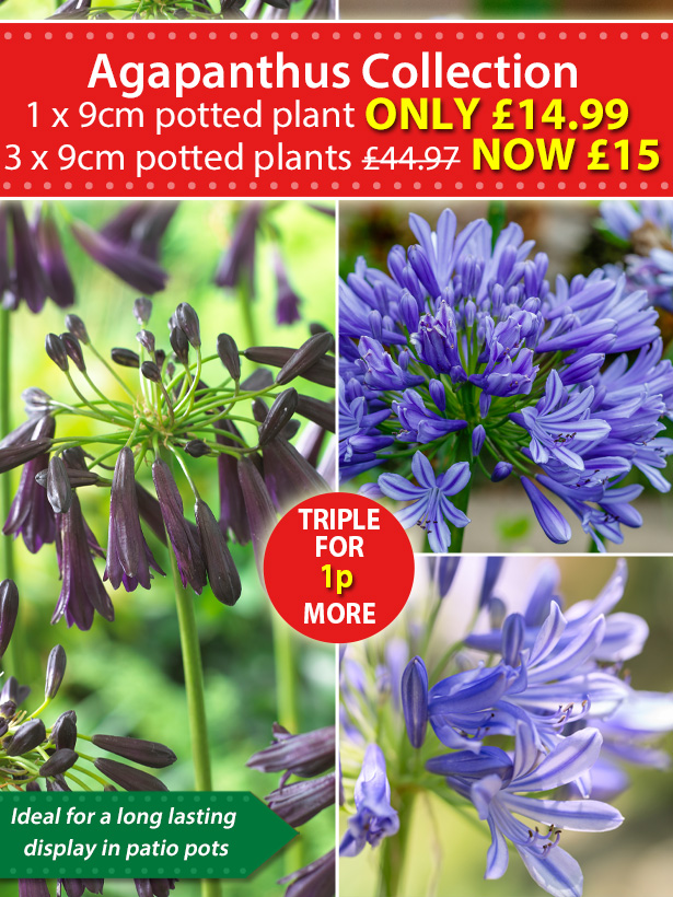 Van Meuwen 3 Potted Agapanthus Triple for 1p more! Milled