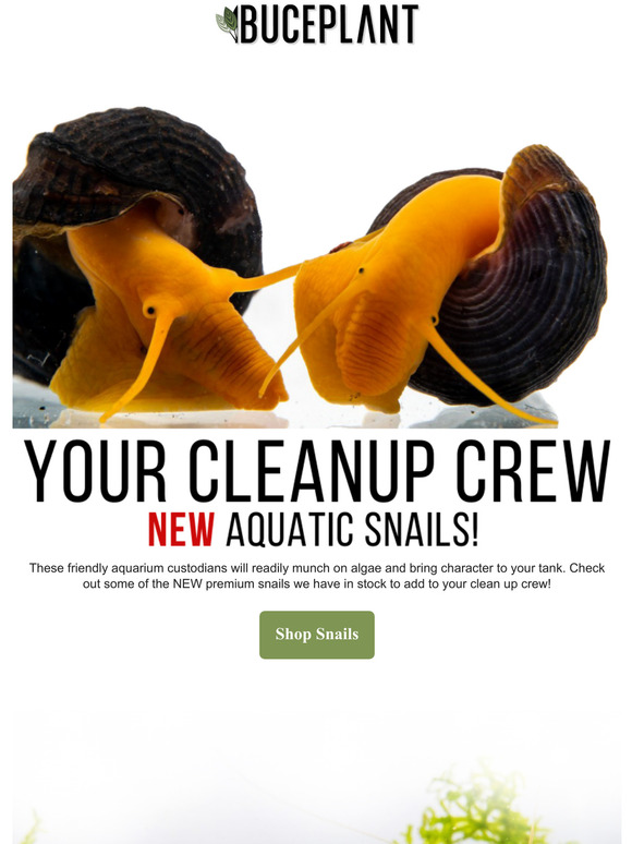 Buce Plant Your NEW aquarium cleanup crew is here Milled