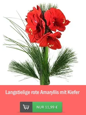 Rote Amaryllis