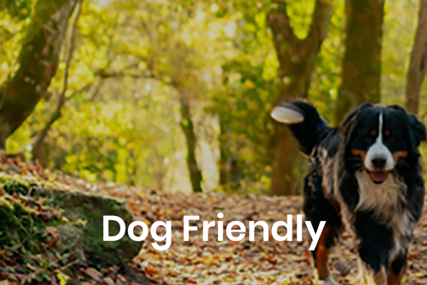 Dog Friendly
