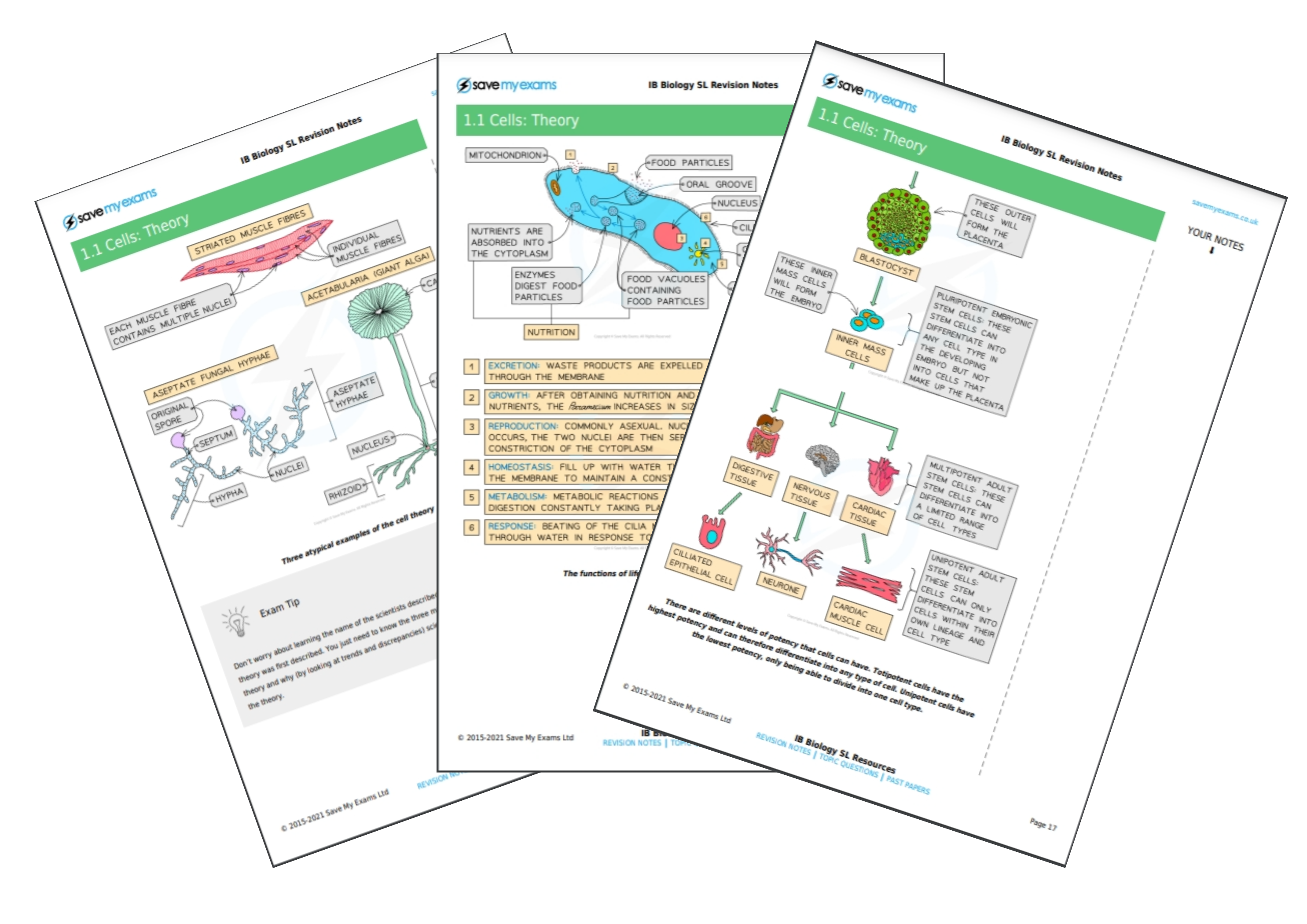 Save My Exams: NEW! IB Biology SL Resources | Milled