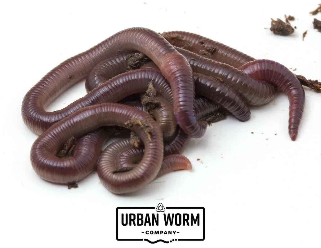 Urban Worm Company: African NightcrawlersInvasive?