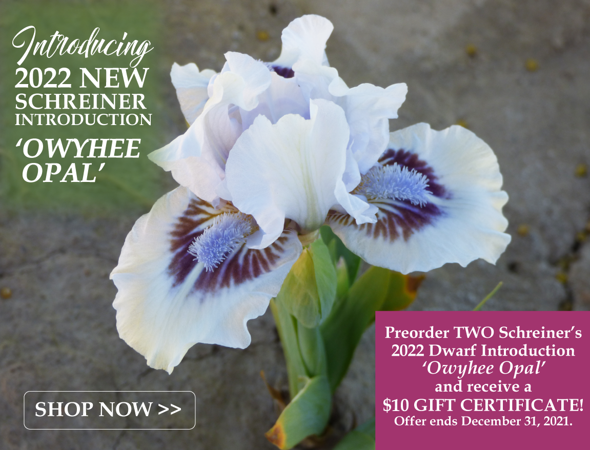 Schreiner's Iris Gardens: Owyhee OpalIntroducing one of our