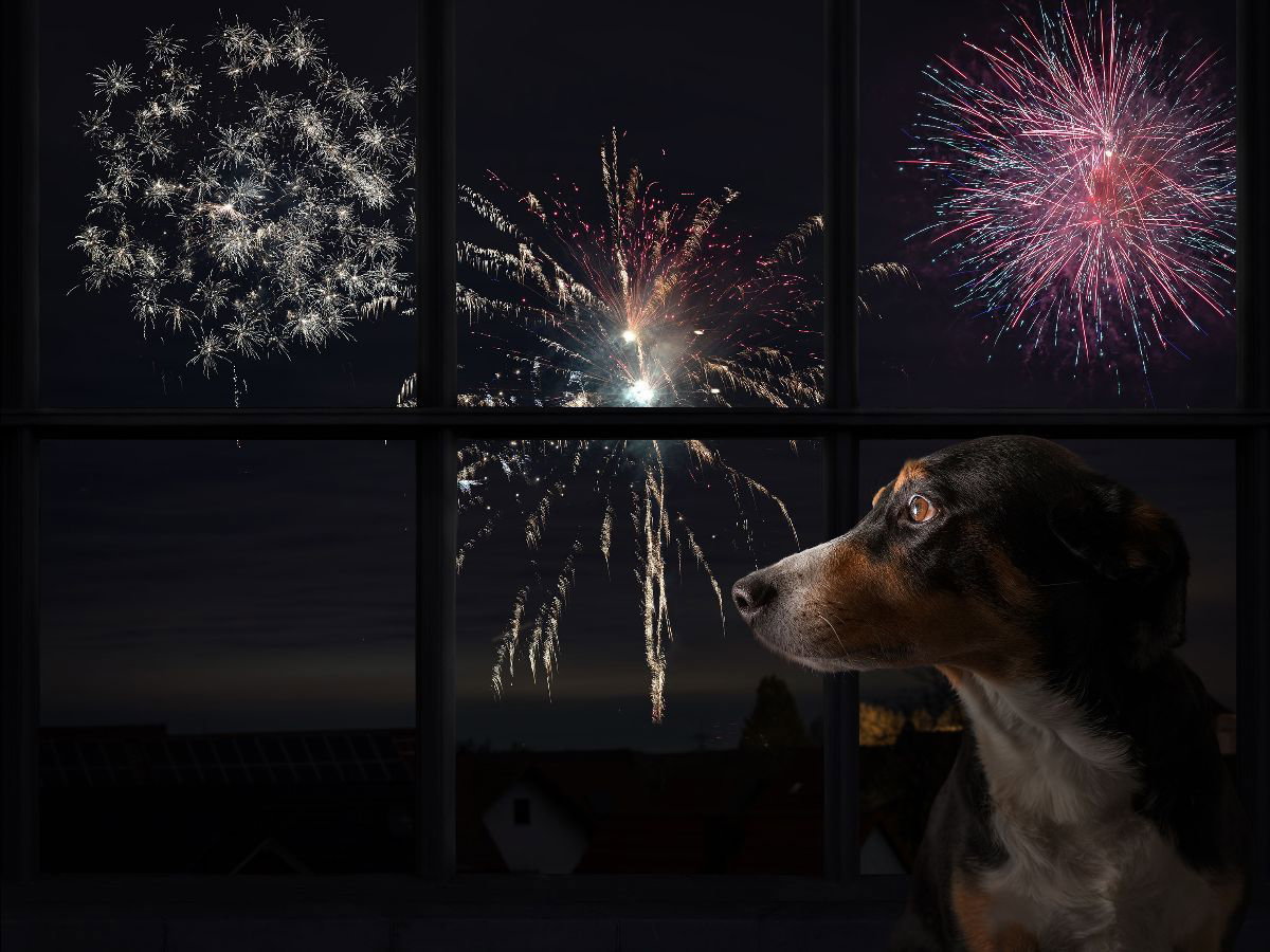 thee zone Fjord Onzehond.nl: Onze Hond |Is jouw hond bang voor vuurwerk? | Vergeet je  cadeautje niet |Slak doodt hond | ACTIE: Geen verzendkosten! | Kersttrui  voor uw hond | Milled