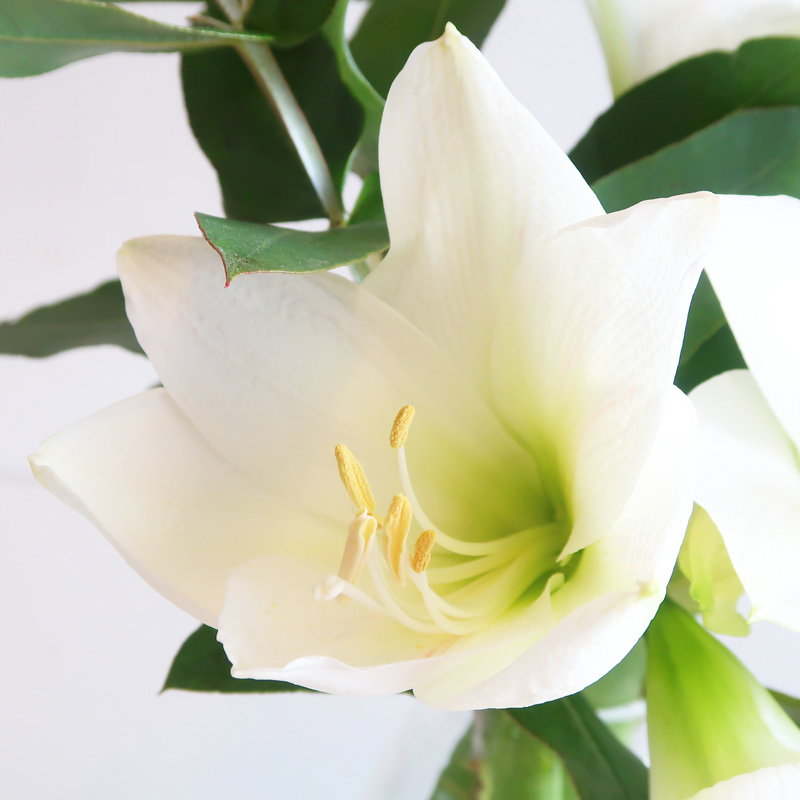 Amaryllis