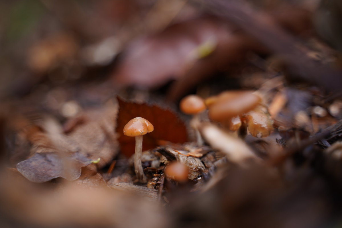 Psychedelic mushrooms growing out of the ground