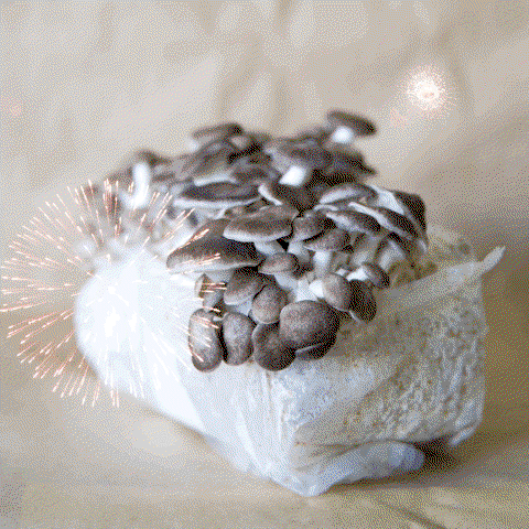 Oyster mushrooms with fireworks
