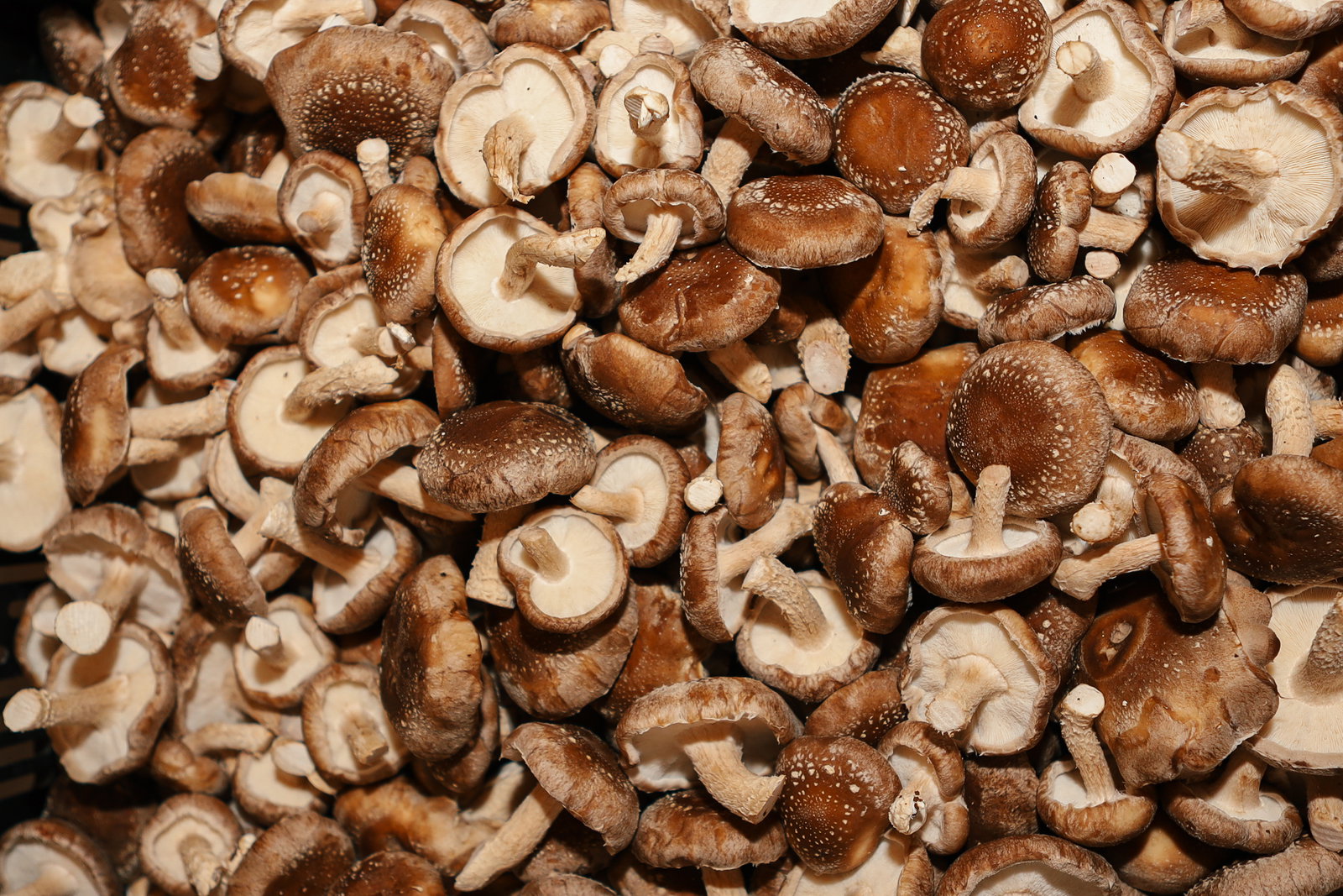A pile of fresh shiitake mushrooms