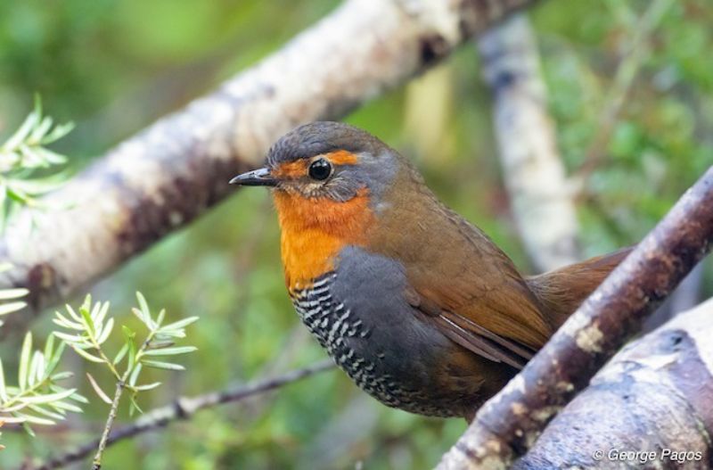 Chucao tapaculos, a ground-dwelling bird that eats truffles