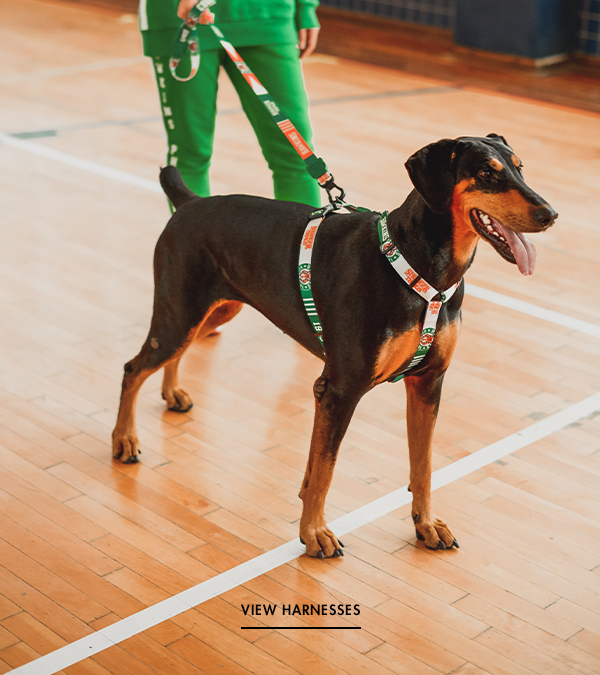 stranger things dog collar