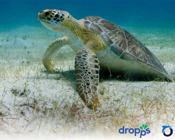 Dropps x Oceana