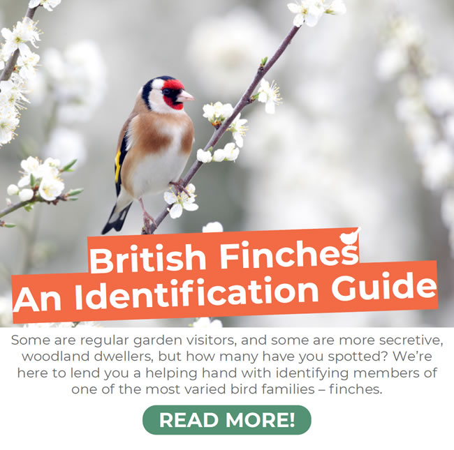 Happy Beaks British Finches An Identification Guide Milled