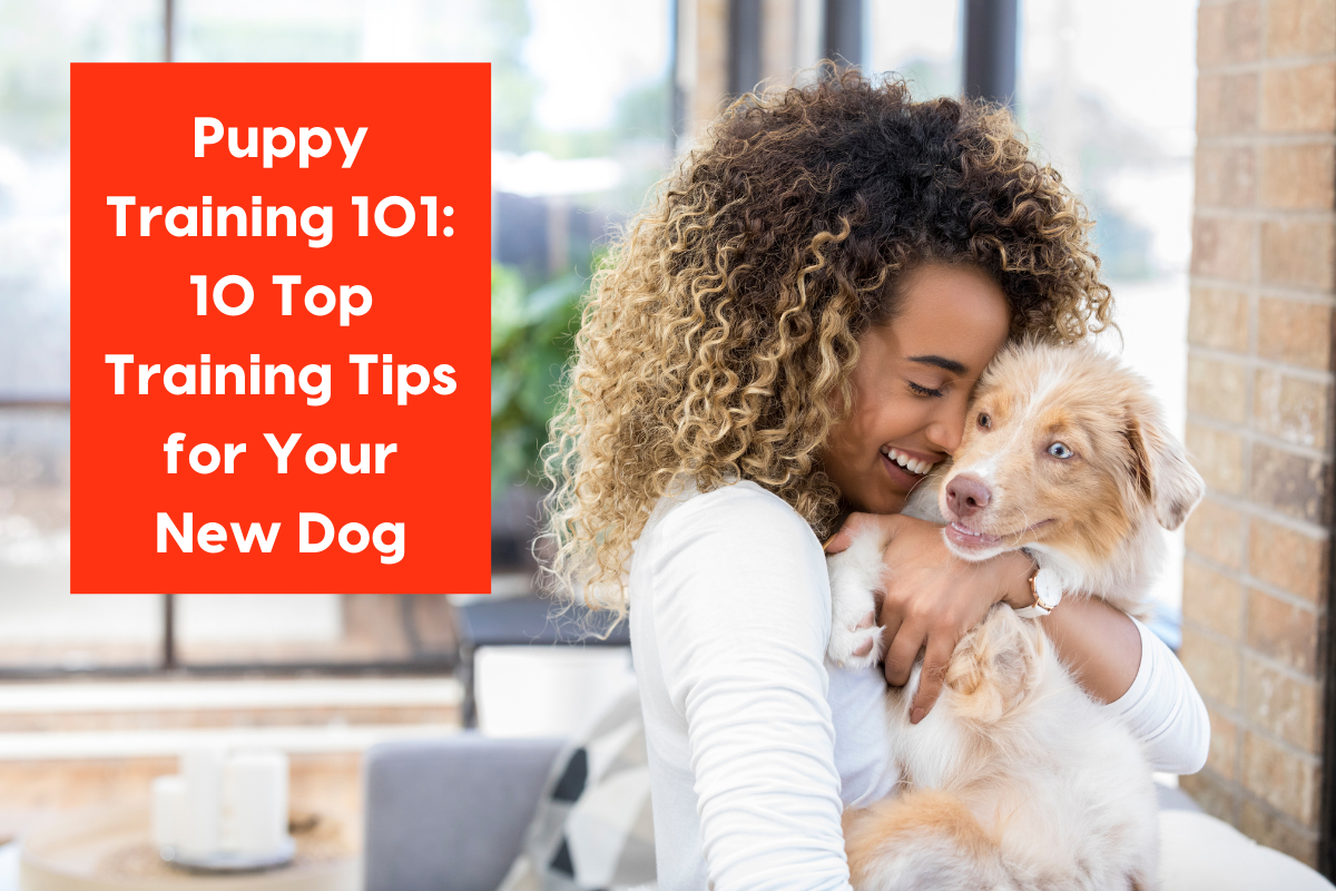Pupford: [article] Training 101: 10 Tips for Training Your Pup in 2022 ...