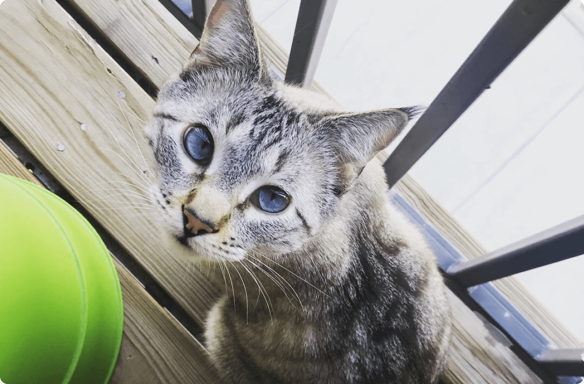 Cool Cat of the Month