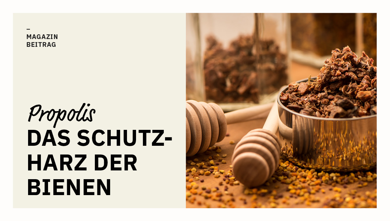 Blogbeitrag: Propolis, das Schutzharz der Bienen