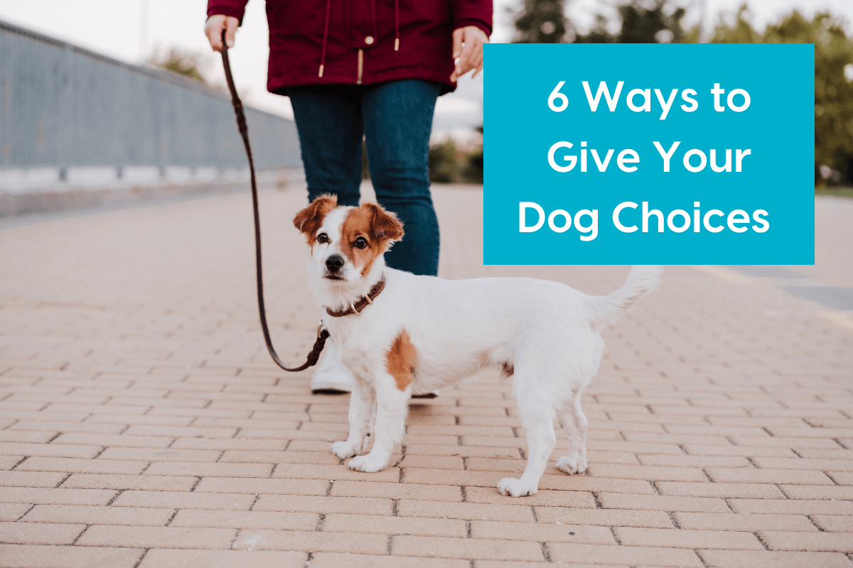 Pupford LLC [article ] 6 Ways to Give Your Dog Choices Milled