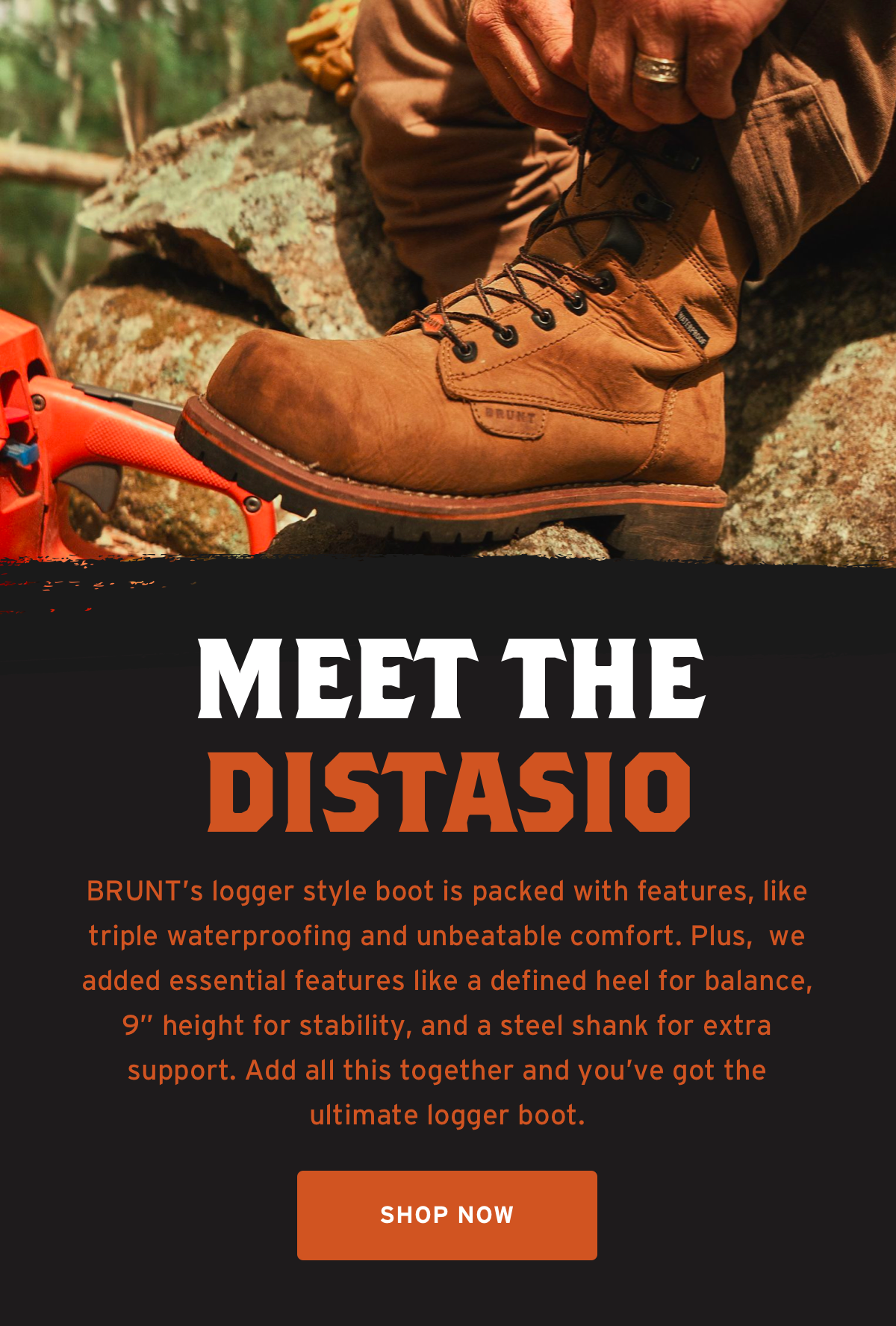 meet the disStasio