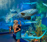 Lady visiting aquarium