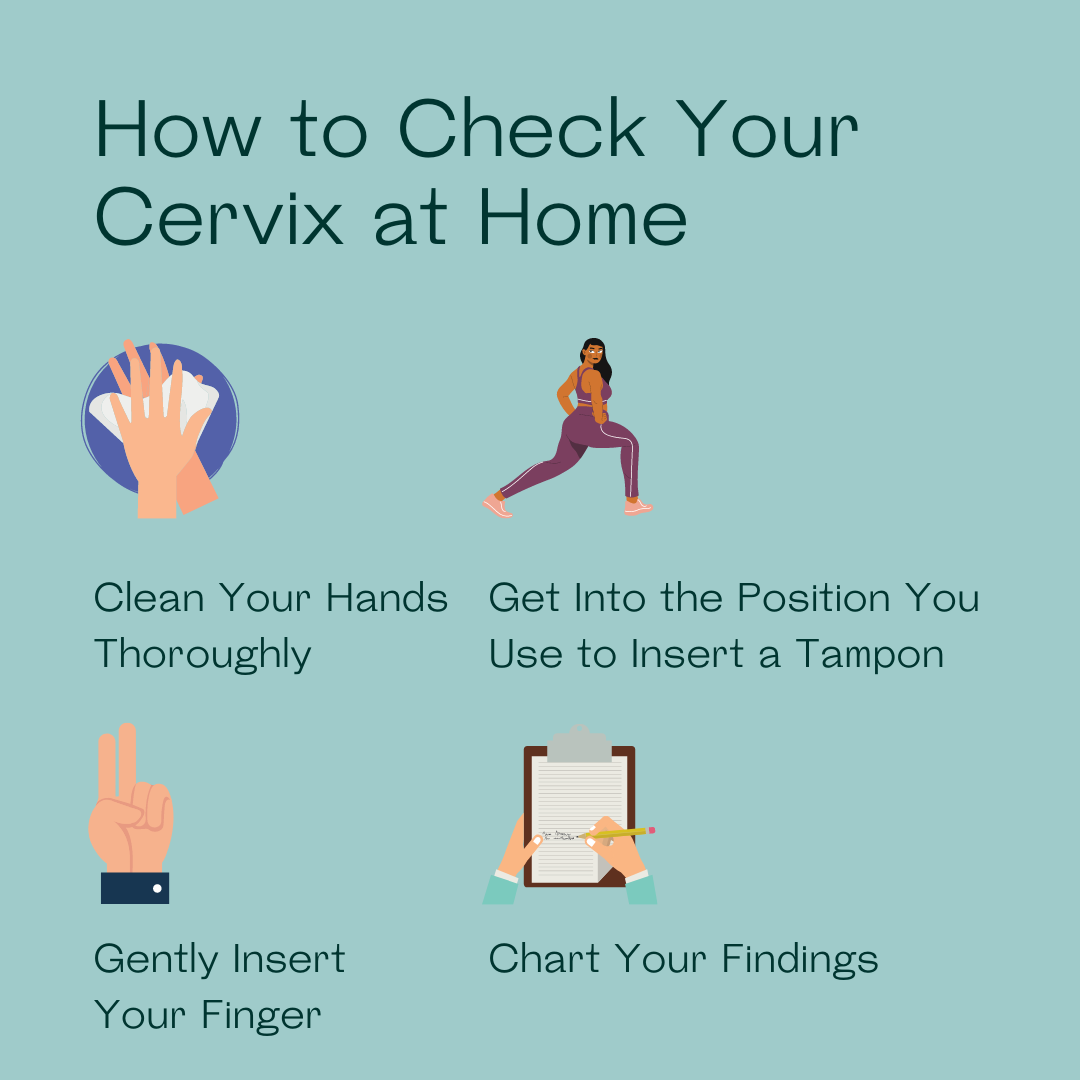 Mira Fertility How To Check Your Cervix At Home Milled