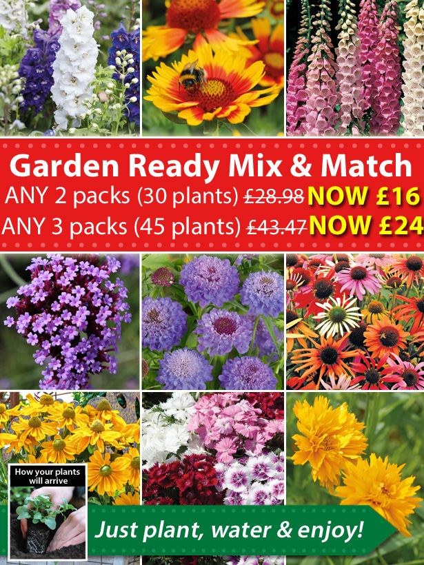 Van Meuwen Garden Ready Perennials from only 54p each! Milled