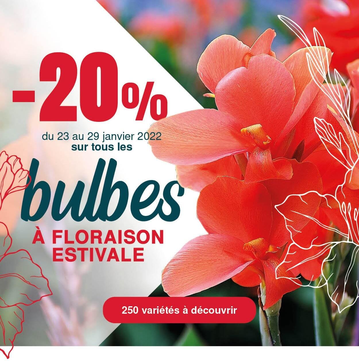 Du 23 au 29 janvier, -20% sur tous les bulbes à floraison estivale en précommande