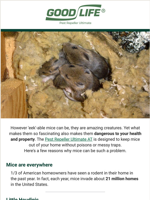 goodlifellcpest Mice are more dangerous than you think. Here's Why... Milled