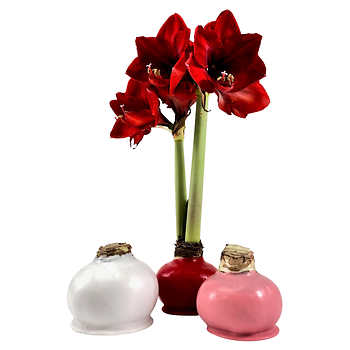 Valentine's Day Wax Amaryllis Trio