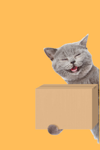 shop cats