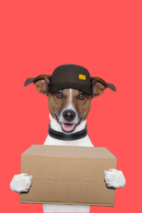 shop dog