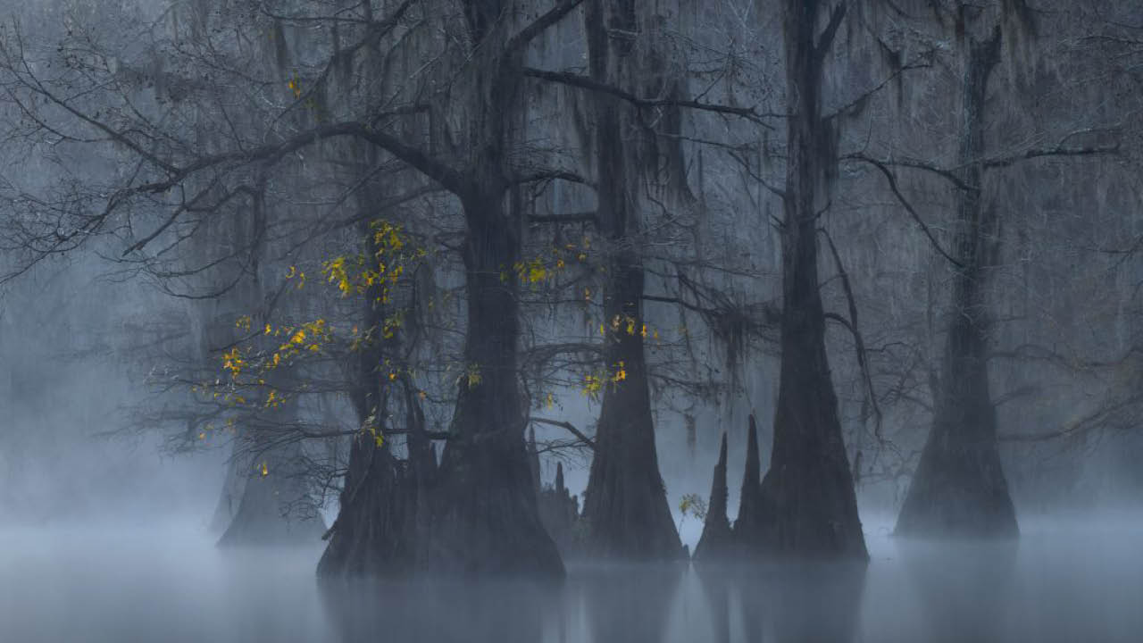 How to Photograph Trees and Forests—from Nature TTL
