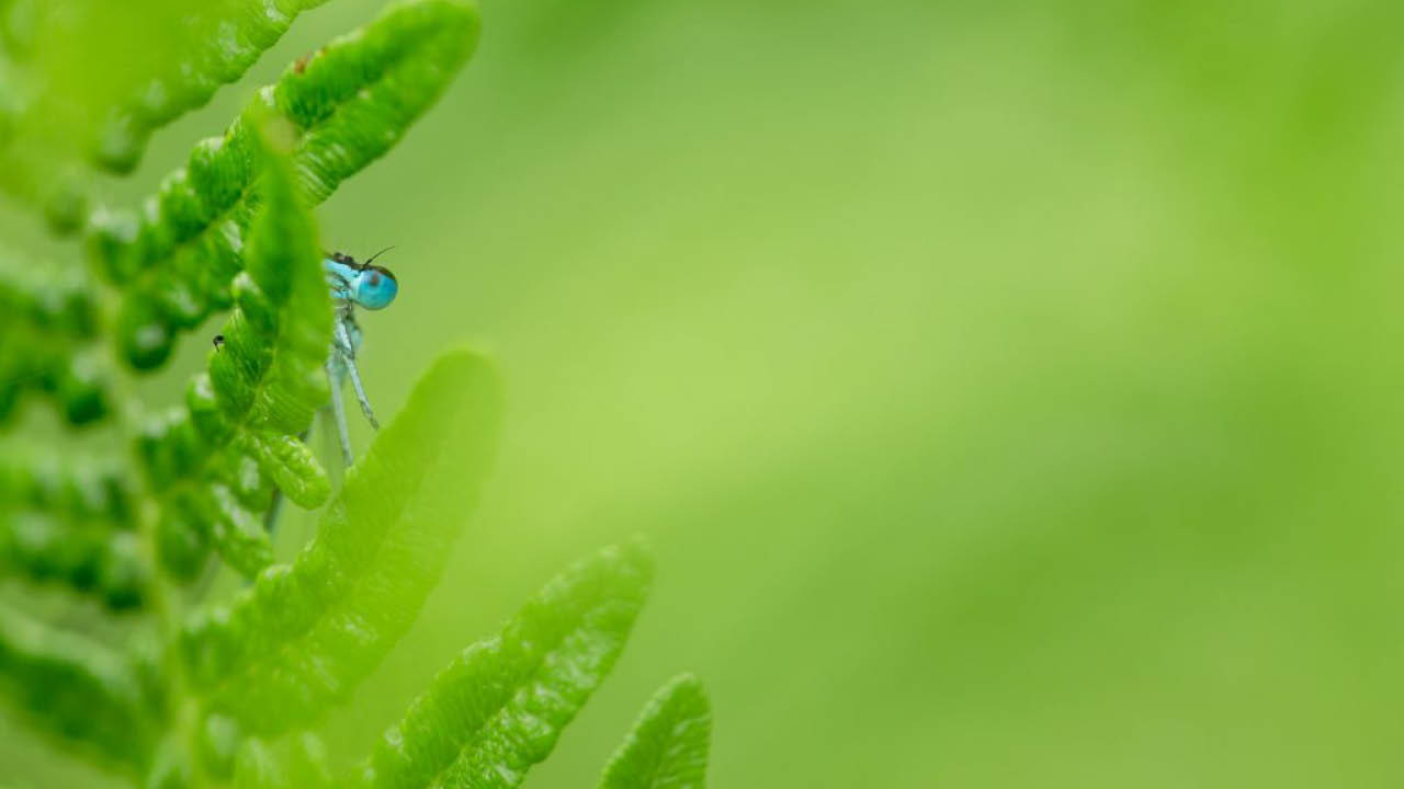 5 Tips for Shooting Insect Macro Photos with Personality—from Nature TTL