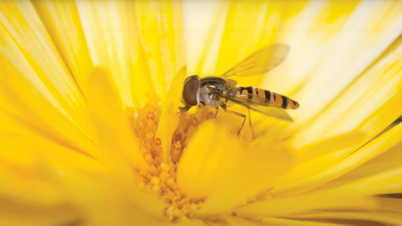 10 Camera and Flash Settings for Better Macro Photos—from Fstoppers