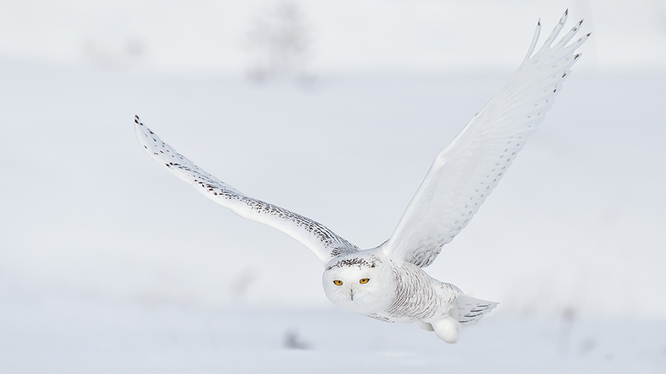 Winter Destinations for Birdwatchers and Photographers