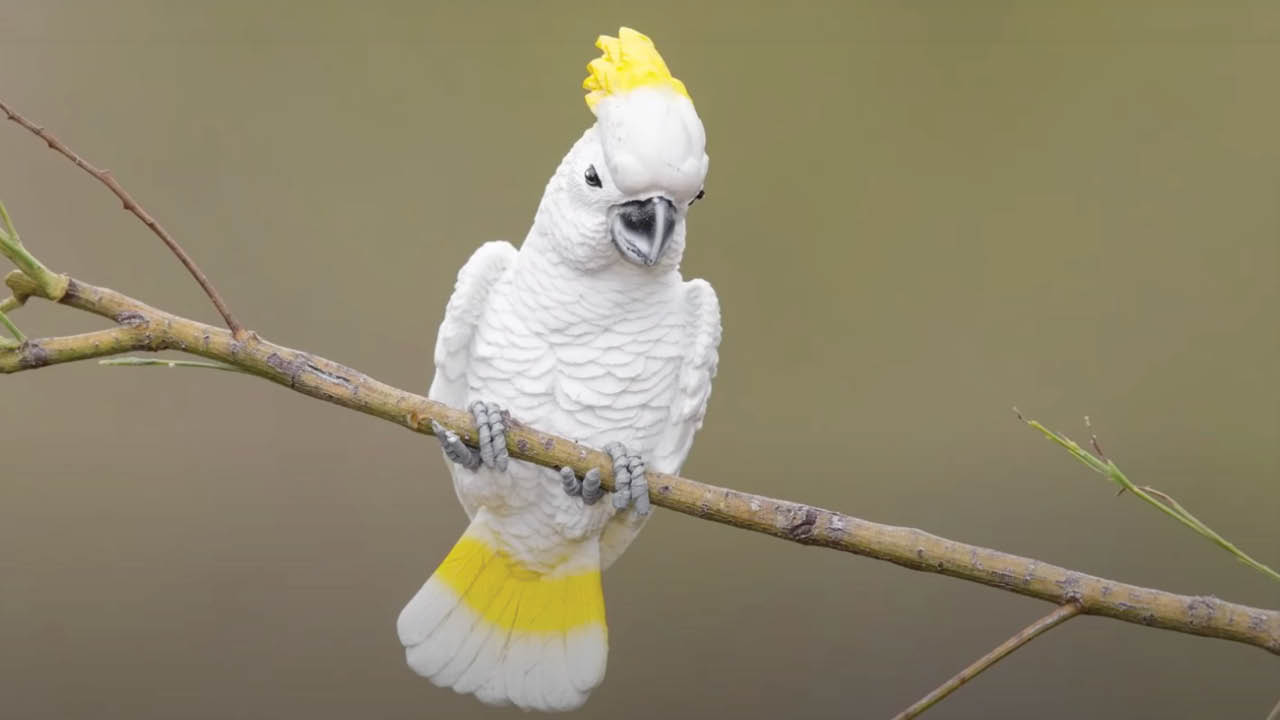 The Case for Manual Mode in Bird Photography—from Fstoppers