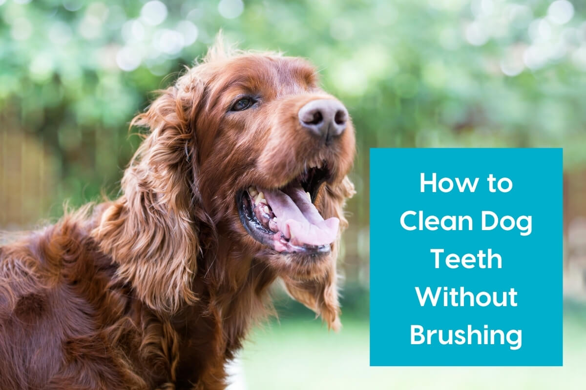 pupford [article] Clean Your Dog's Teeth Without Brushing Milled