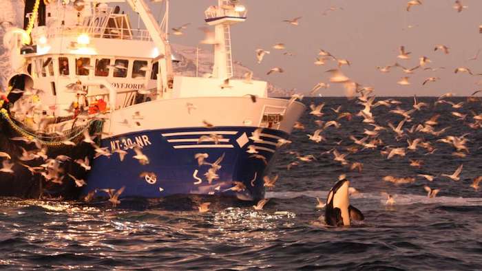 Crafty Orcas Are Teaching Each Other How To Steal From Fisheries | IFLScience