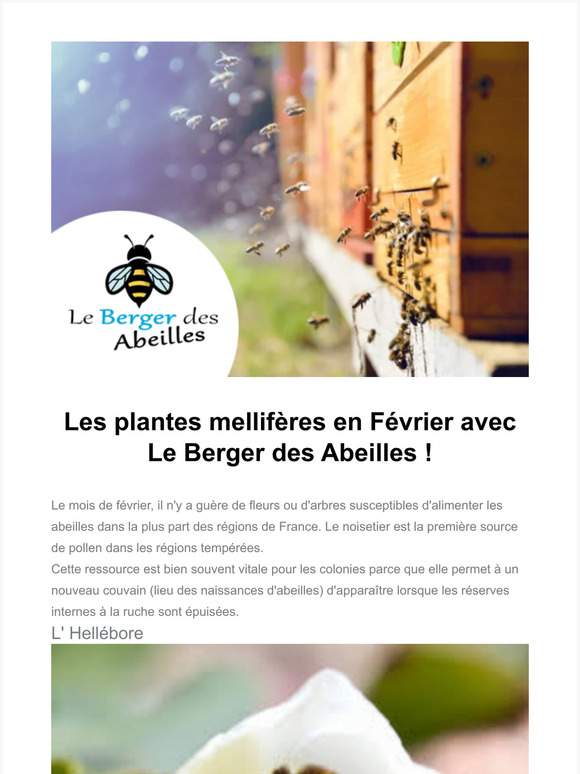 Les plantes mellifres en Fvrier avec Le Berger des Abeilles!