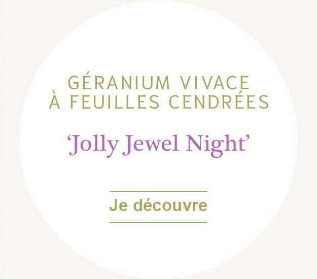 Géranium 'Jolly Jewel Night'