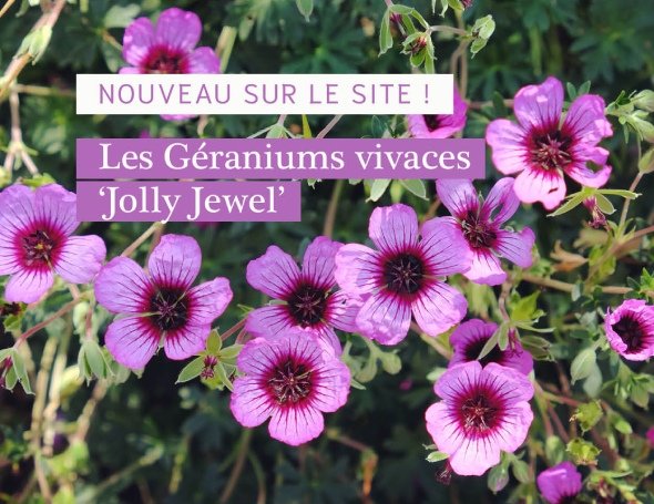 Les géraniums vivaces ‘Jolly Jewel’