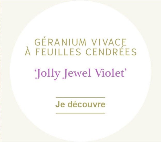 Géranium vivace à feuilles cendrées 'Jolly Jewel Violet'