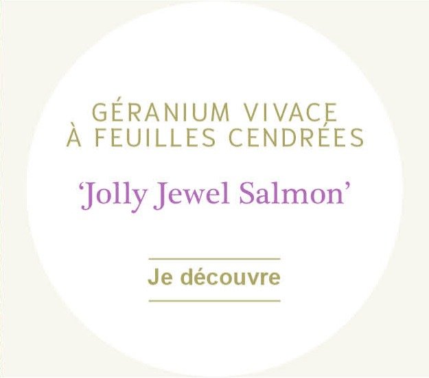 Géranium vivace à feuilles cendrées 'Jolly Jewel Salmon