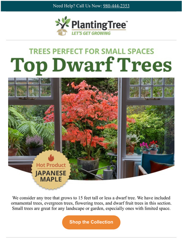 Best Trees for Small Spaces Milled