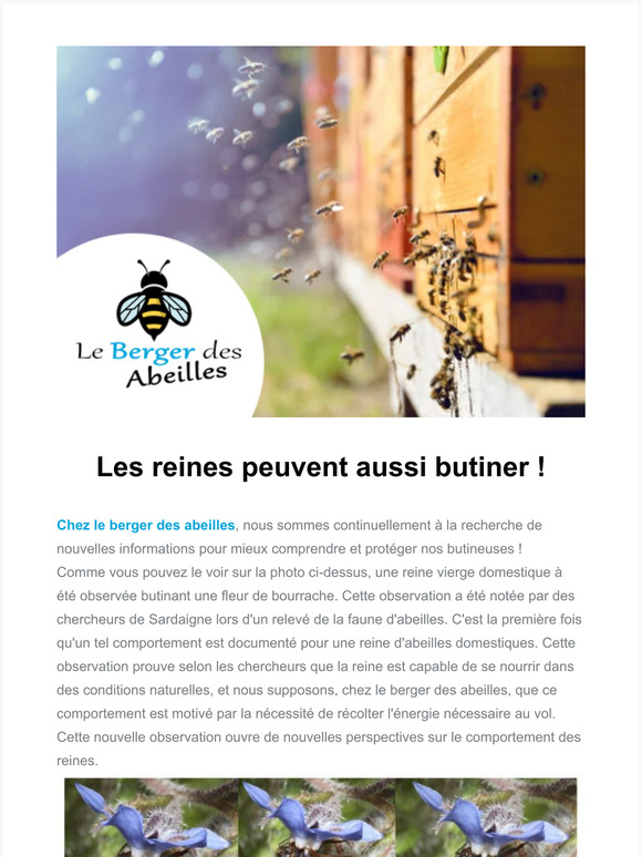 Les reines peuvent aussi butiner