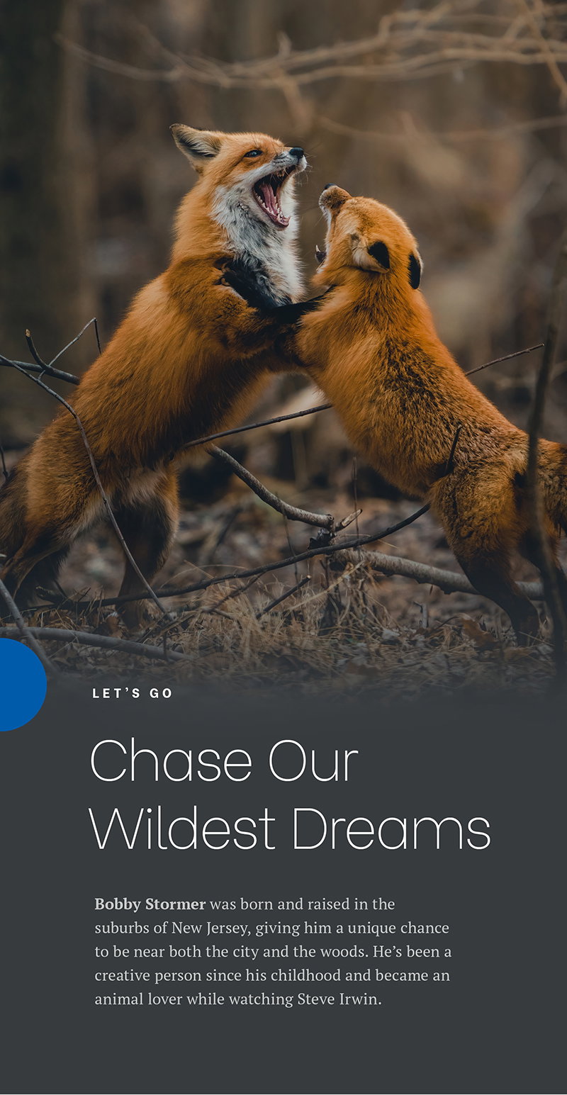 Let's Go Chase Our Wildest Dreams - Bobby Stormer was born and raised in the suburbs of New Jersey, giving him a unique chance to be near both the city and the woods. He’s been a creative person since his childhood and became an animal lover while watching Steve Irwin. 