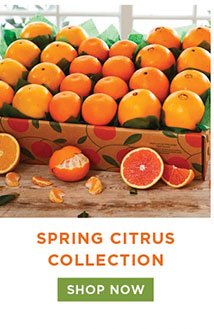 Spring Citrus Collection